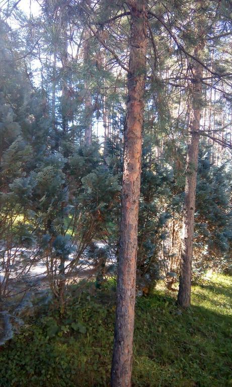 Apartment 9 Gorska Vila Златибор Екстериор снимка
